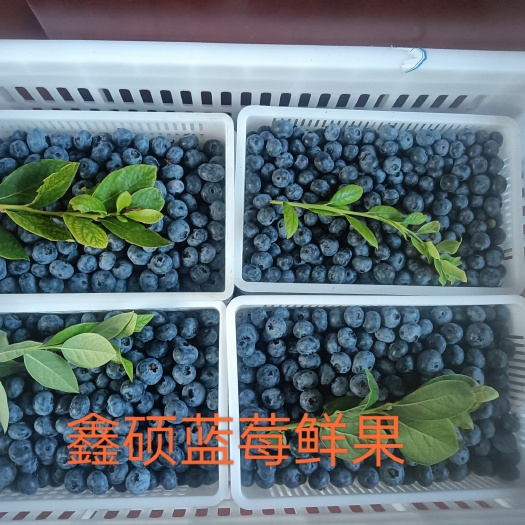 肥城市陆地蓝莓降价，