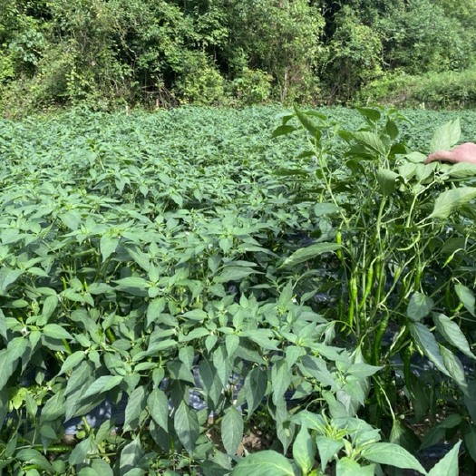 石阡县辣椒 艳椒 子弹辣 线辣 二荆条