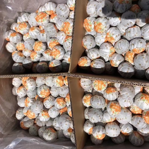 昆明新会天马壹号小青柑