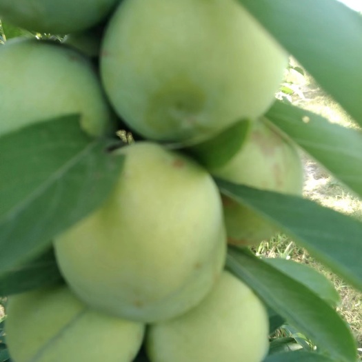 大荔县蜂糖李