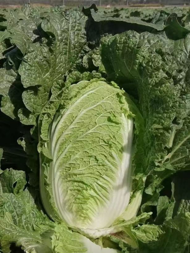 韩国抗病大白菜CR一金丽2号
