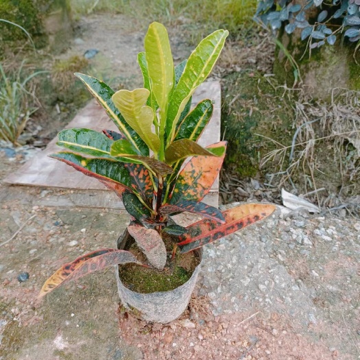 揭阳变叶木