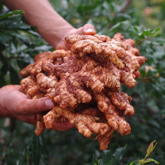 勐腊县电商货 越南 老挝 缅甸 小黄姜质量有保障  一手货源