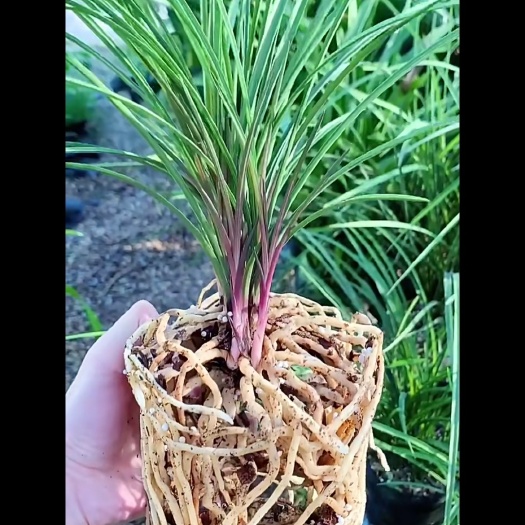 惠水县兰花草