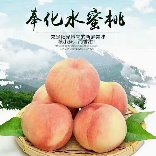 宁波蒋介石老家奉化水蜜桃