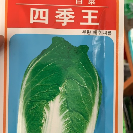 成都四季王大白菜种子
