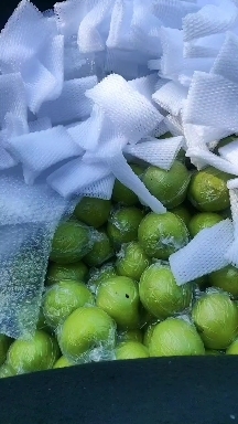 泊头市皇冠梨