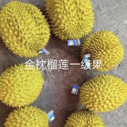 马关县越南榴莲各个品种都有