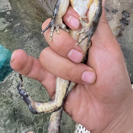 石蛙大里的美食孕妇老人儿童男人补品
