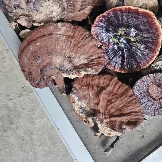 黎平县灵芝