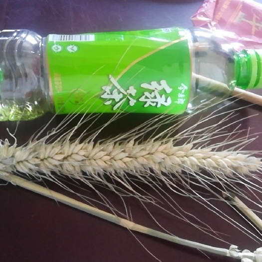 阜阳超级大穂小麦，穗粒数120—150粒！平均亩产可以达到两千多