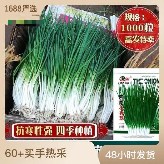 河间市四季小香葱种子 农田菜地农户盆栽种植早熟四季抗寒蔬菜小葱籽