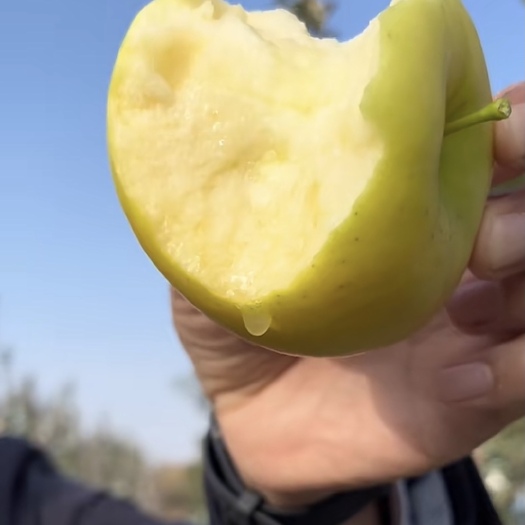 泰安瑞雪苹果苗 晚熟品种  矮化 现挖现发 量大可优惠