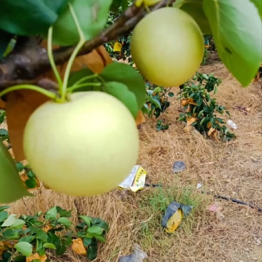 象州县青花梨