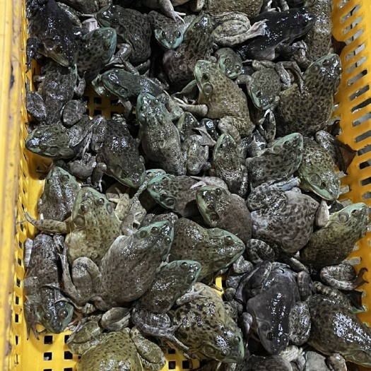 成都成都双流区白家市场，批发牛蛙，免费配送成都市内饭店，