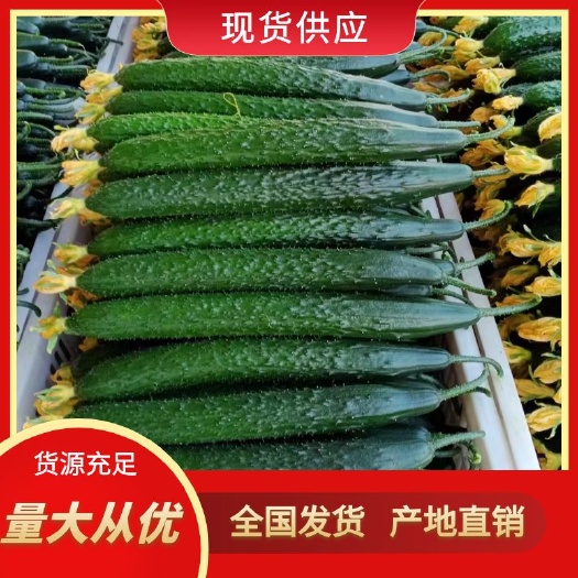 莘县春达果蔬精品黄瓜