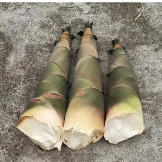 儋州市海南甜笋