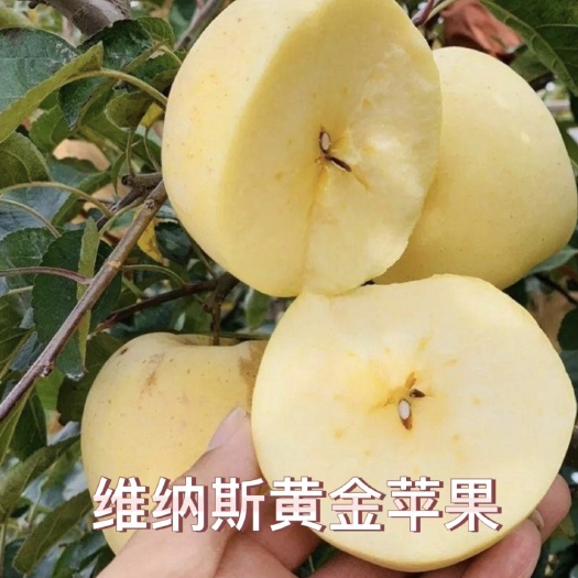 泰安维纳斯黄金苹果苗 晚熟新品种 规格齐全  现挖现发