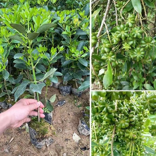 灵山县大红八角嫁接树苗罗马