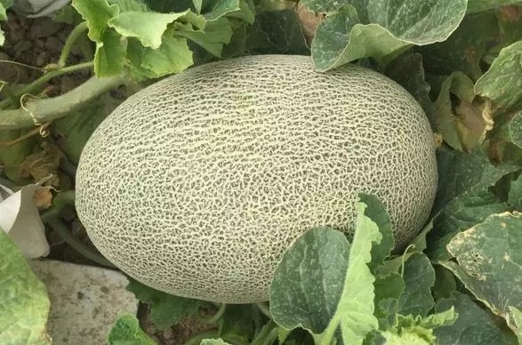 刀郎土瓜，清脆可口，挑拨你的味蕾
