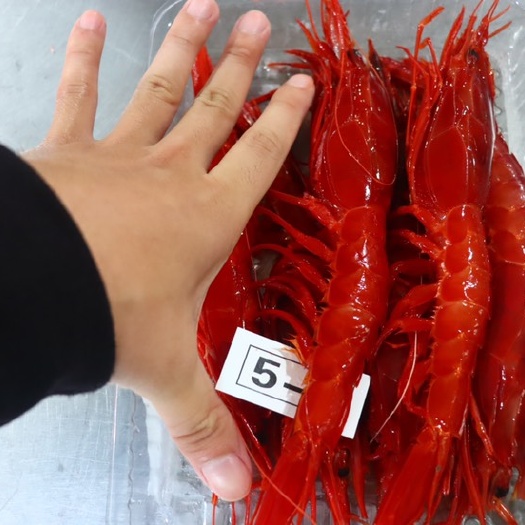 北海红魔虾一盒起批发价