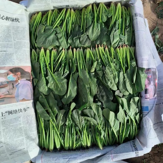 兴和县内蒙优质精品小菠菜大量有货需要的可以联系