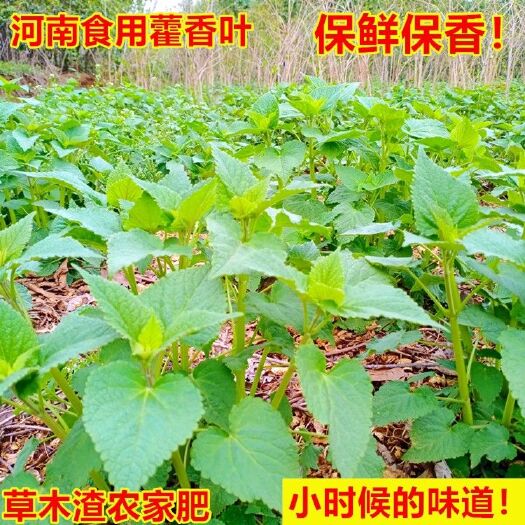 桐柏县霍香叶儿，河南五香叶儿煮鱼炖肉做捞面条