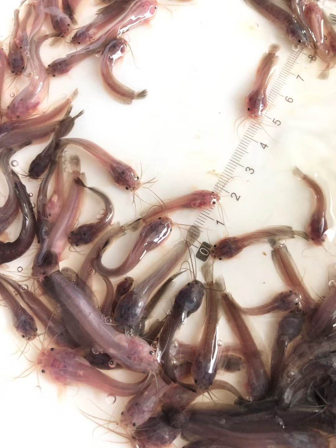 塘鲺魚苗貴妃一號黃色快大本地塘角魚優(yōu)質(zhì)鮮活食用魚苗漁場直供