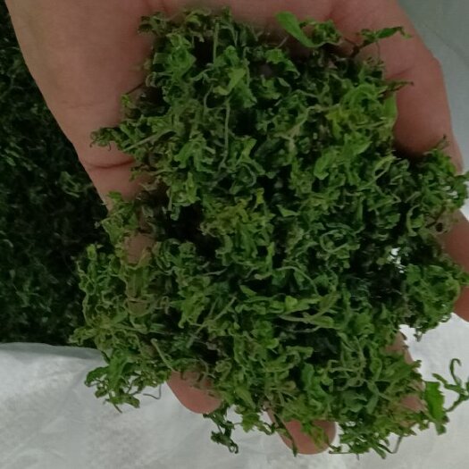 泰安酸枣叶茶