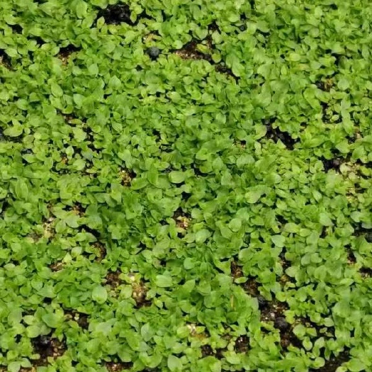乐山白芨直播苗紫花宽叶
