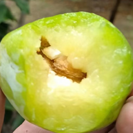 平乐县广西桂林青皮奈李，个大脆甜，现摘现发，量大价优，欢迎致电