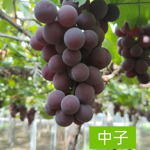 浦江县浦江巨峰葡萄，阳光玫瑰