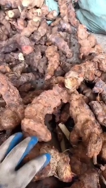 湛江超靓云南，够直身够老，土茯苓欢迎来电