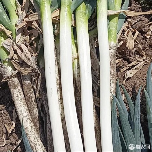 秦皇岛铁杆大葱