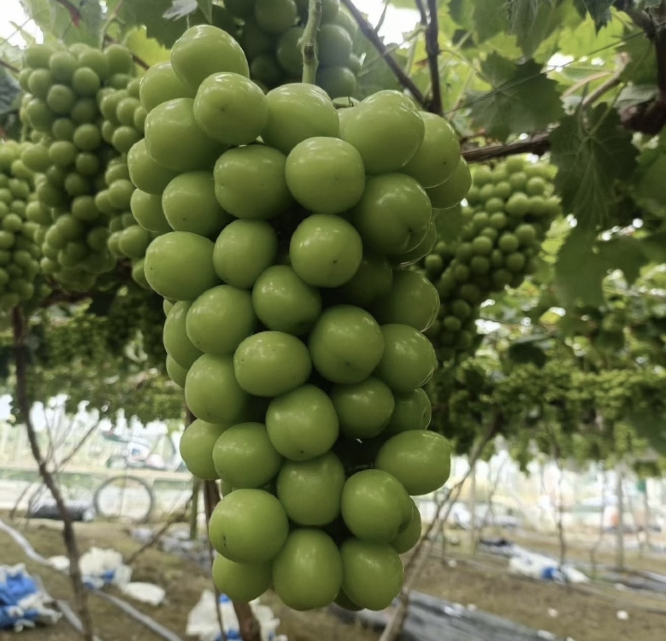 阳光玫瑰（葡萄）