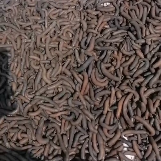 漳州福建泥丁成虫量大长期有货目前土笋90条内一斤