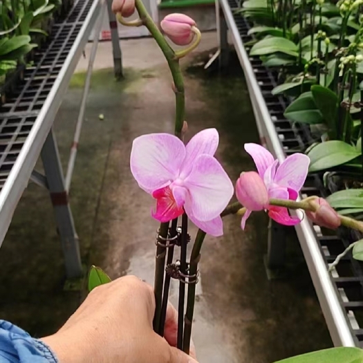 蝴蝶兰开花株可以混搭
