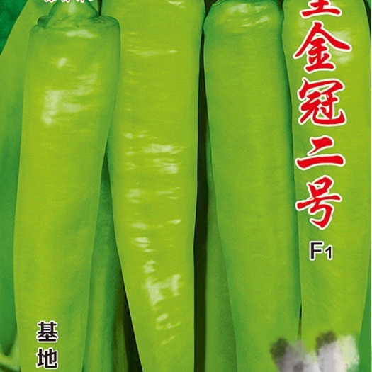 遂溪县大果黄皮尖椒种子