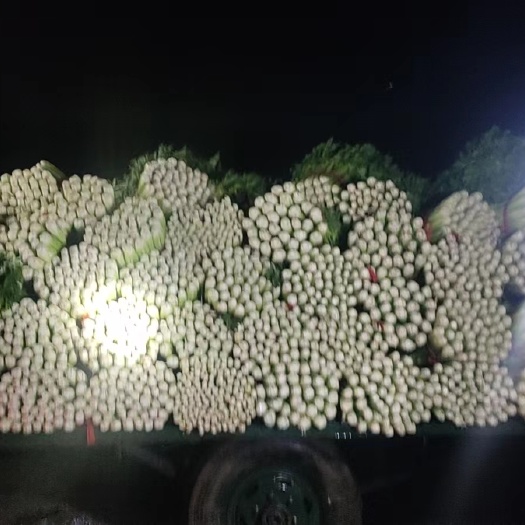 精品芹菜