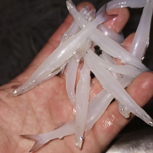 微山县银鱼微山湖银鱼大量供货