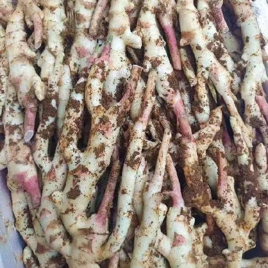 绵阳姜
