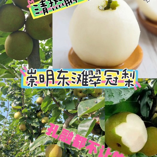 上海翠冠梨
