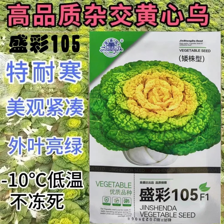 沭阳县盛彩105杂交黄心乌塌菜种子养心菜菊花菜高钙耐寒四季播种