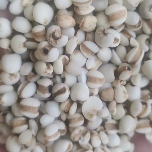 临沂薏仁薏米碎生薏仁比重过筛