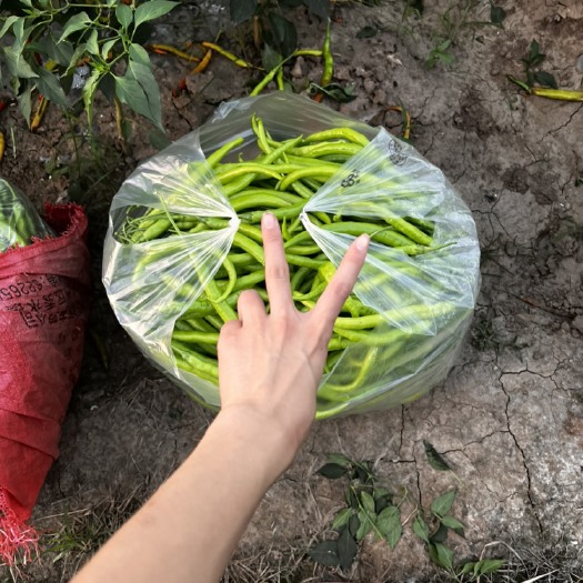 南部县尖椒