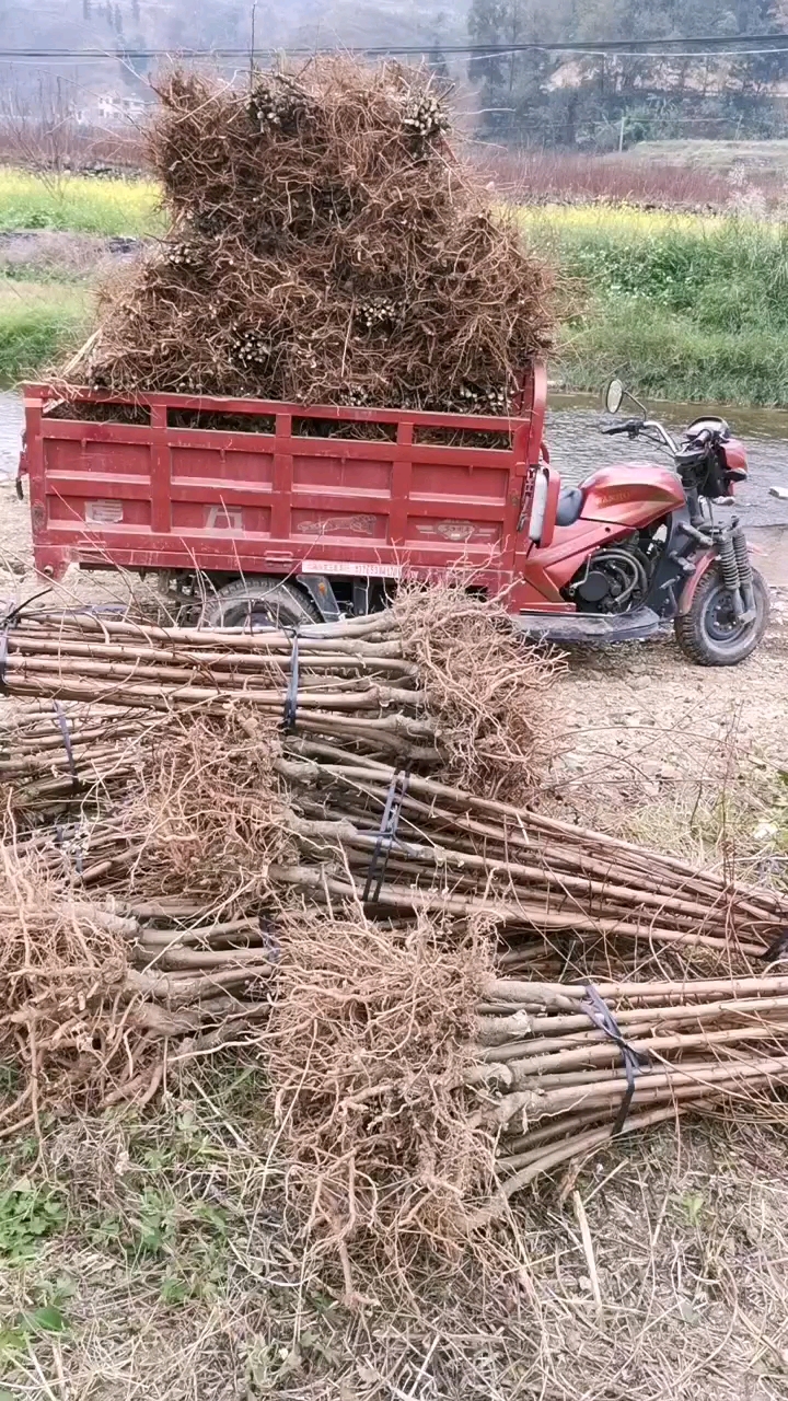 李子苗貴州蜂糖李苗第二年掛果原產(chǎn)地供貨提供技術(shù)蜂糖李苗批發(fā)