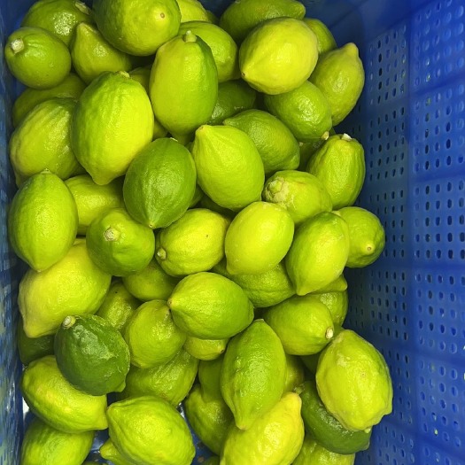 深圳香水柠檬