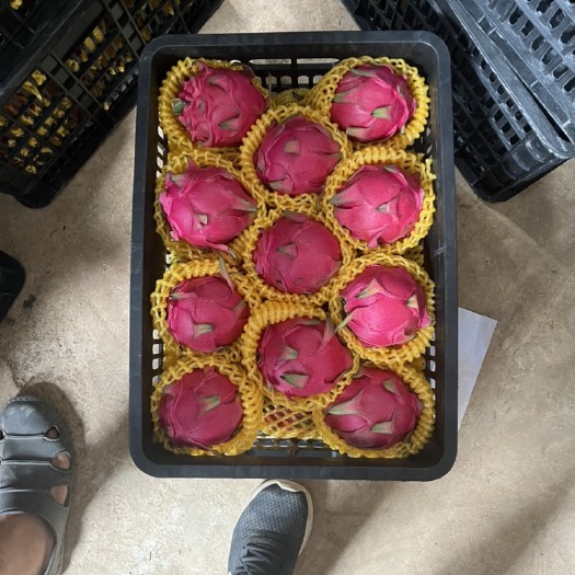 石屏县大量走货 精品火龙果 全国发货