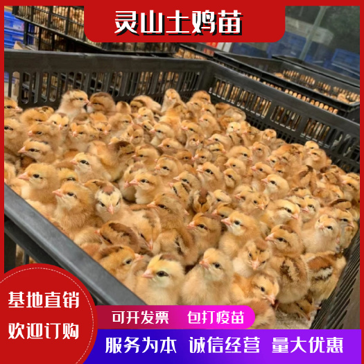 衡南县灵山土鸡公苗，红毛公鸡苗，质量正，出厂做好第一针疫苗