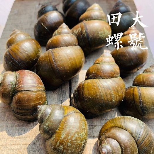 北京淡水湖，田螺